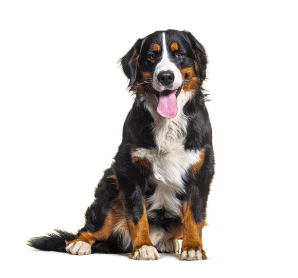 Tricolor Bernese Mountain Dog sitting, looking at camera and panting isolated on white
